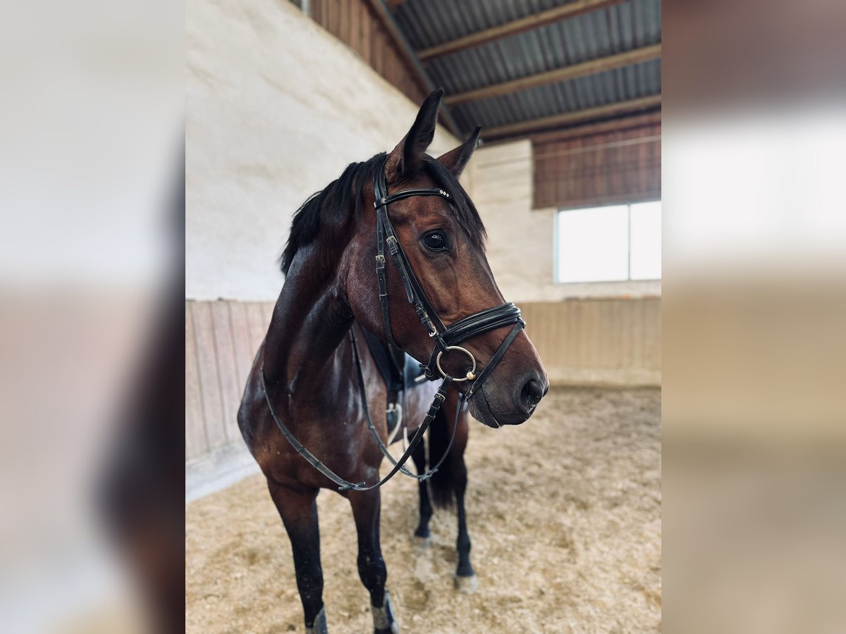 Österreichisches Warmblut Wallach 3 Jahre 170 cm Brauner in Heiligenkreuz