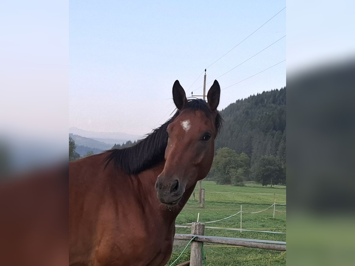 Österreichisches Warmblut Wallach 3 Jahre 170 cm Brauner in Sutsch