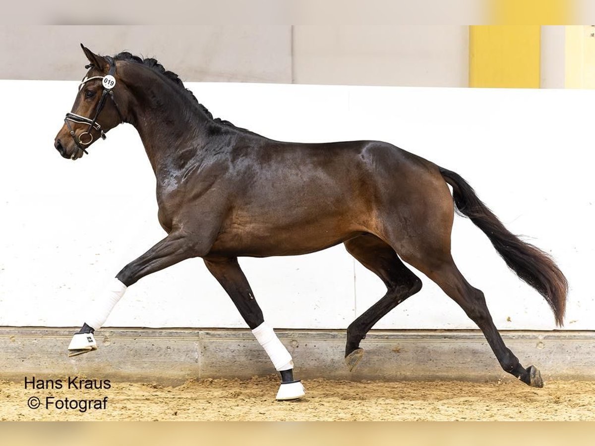 Österreichisches Warmblut Wallach 3 Jahre 171 cm Brauner in Heiligenkreuz
