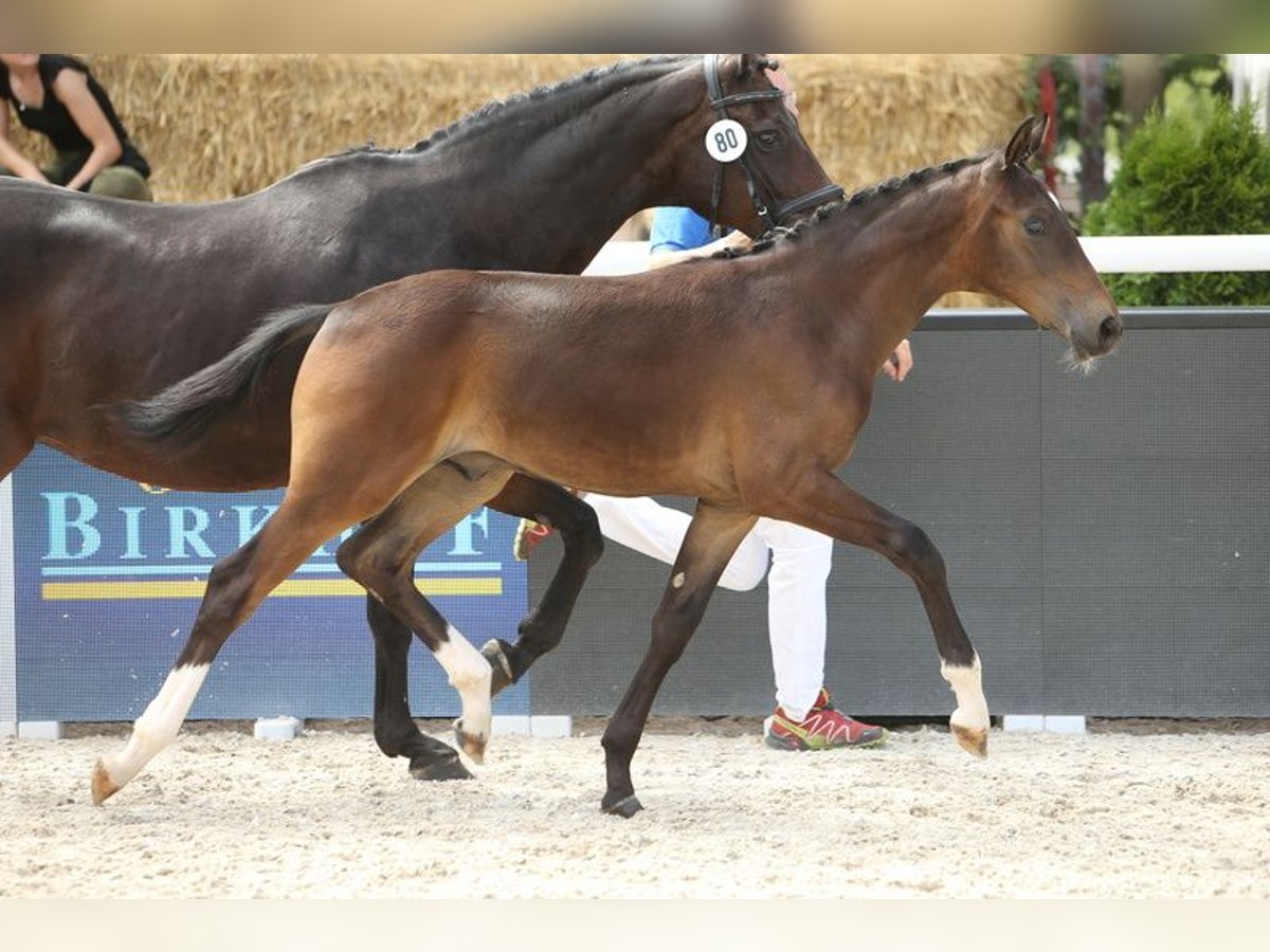 Österreichisches Warmblut Wallach 3 Jahre Brauner in Desselbrunn