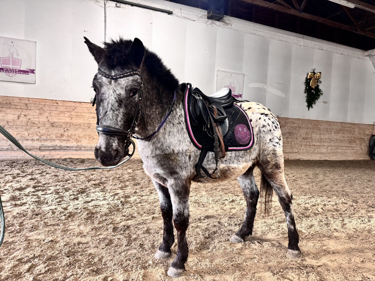 Österreichisches Warmblut Wallach 4 Jahre 120 cm Tigerschecke in Perchtoldsdorf