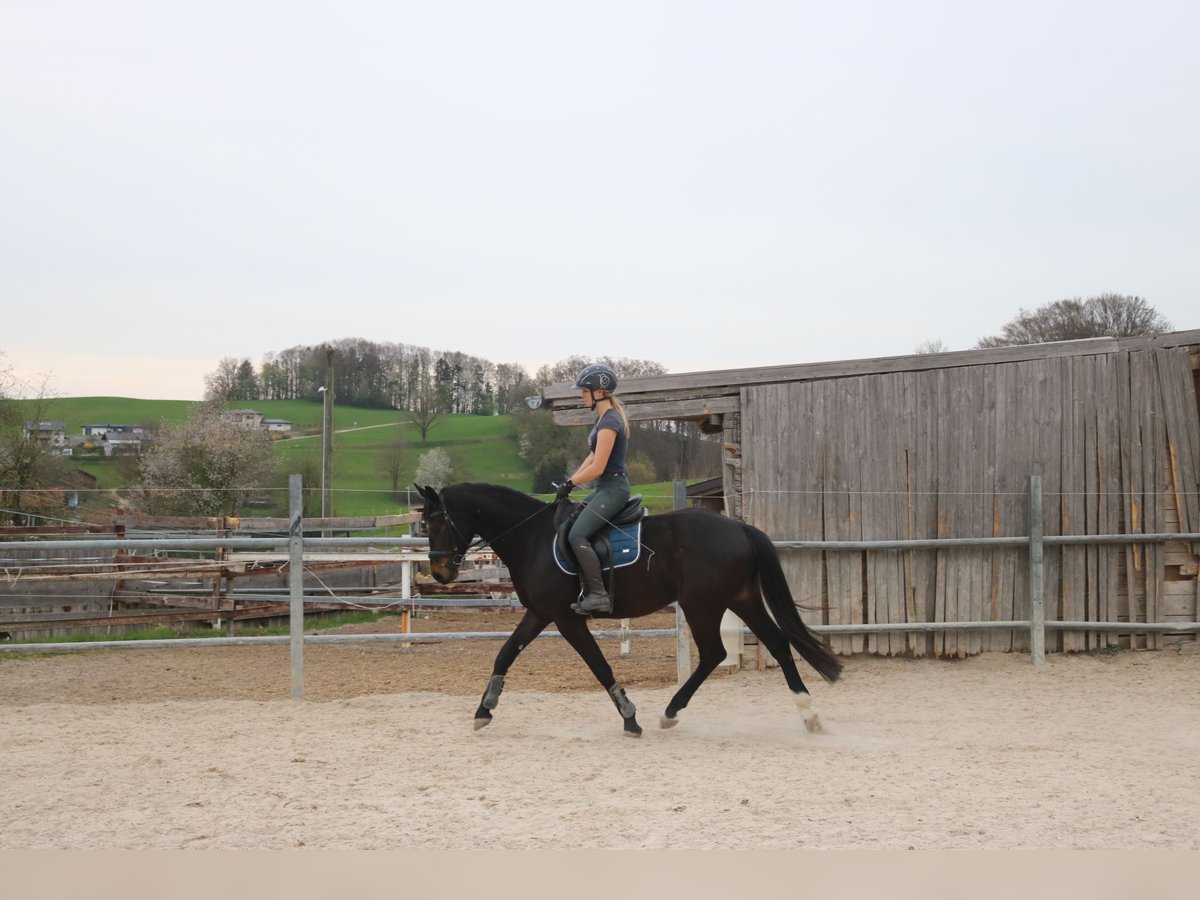 Österreichisches Warmblut Wallach 4 Jahre 162 cm Brauner in Lochen