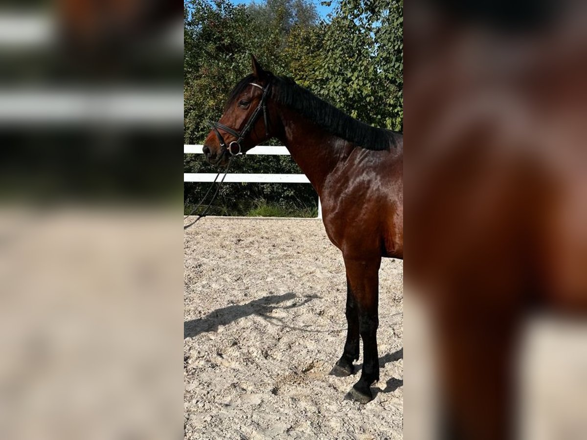 Österreichisches Warmblut Wallach 4 Jahre 168 cm Brauner in Loiching