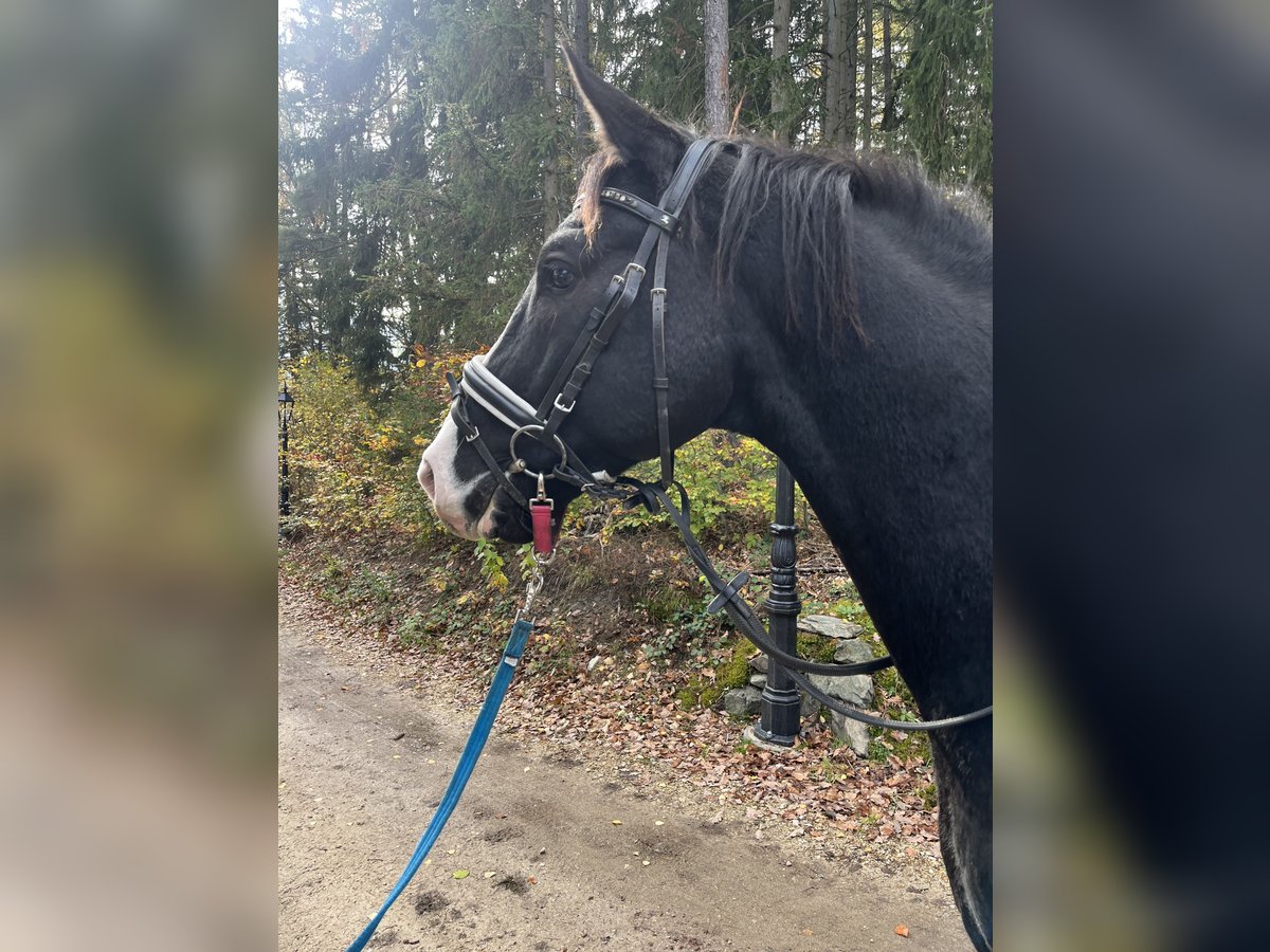 Österreichisches Warmblut Wallach 4 Jahre 168 cm Rappe in Reichenau an der Rax