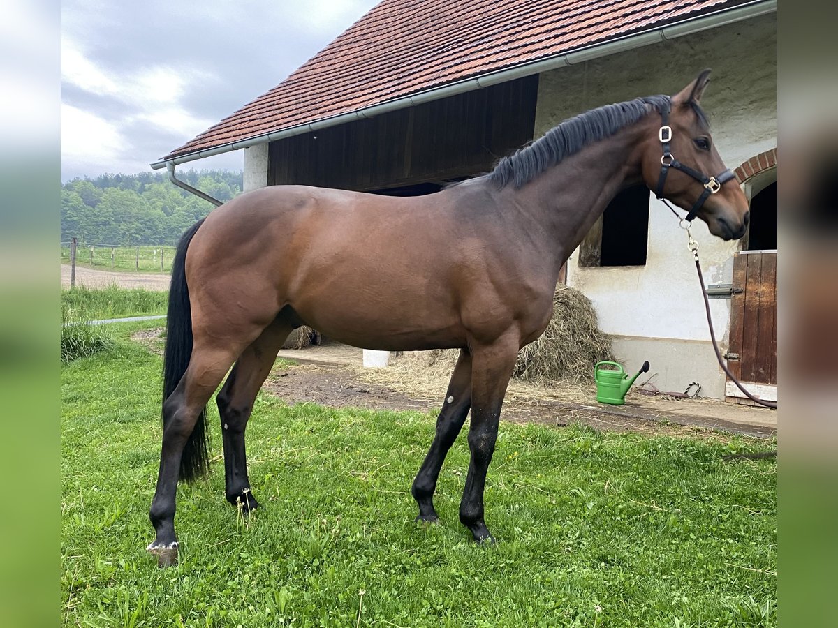 Österreichisches Warmblut Wallach 4 Jahre 170 cm Dunkelbrauner in St. Stefan im Rosental