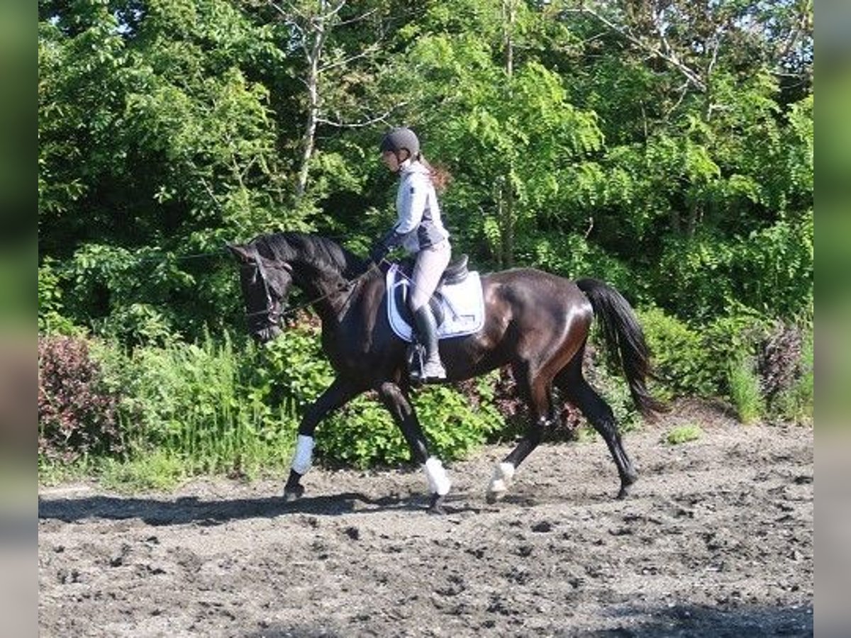 Österreichisches Warmblut Wallach 4 Jahre 170 cm Rappe in Pöllau