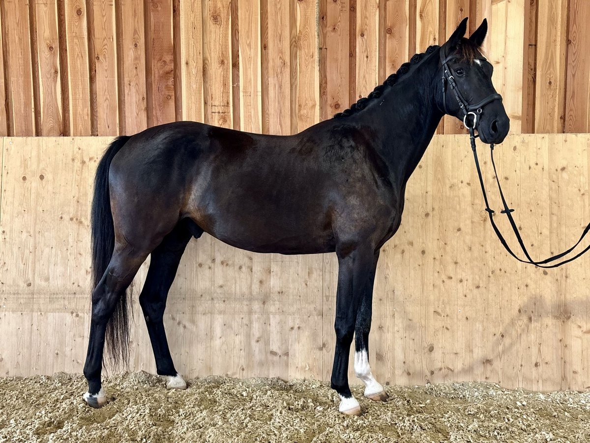 Österreichisches Warmblut Wallach 4 Jahre 170 cm Rappe in Horn