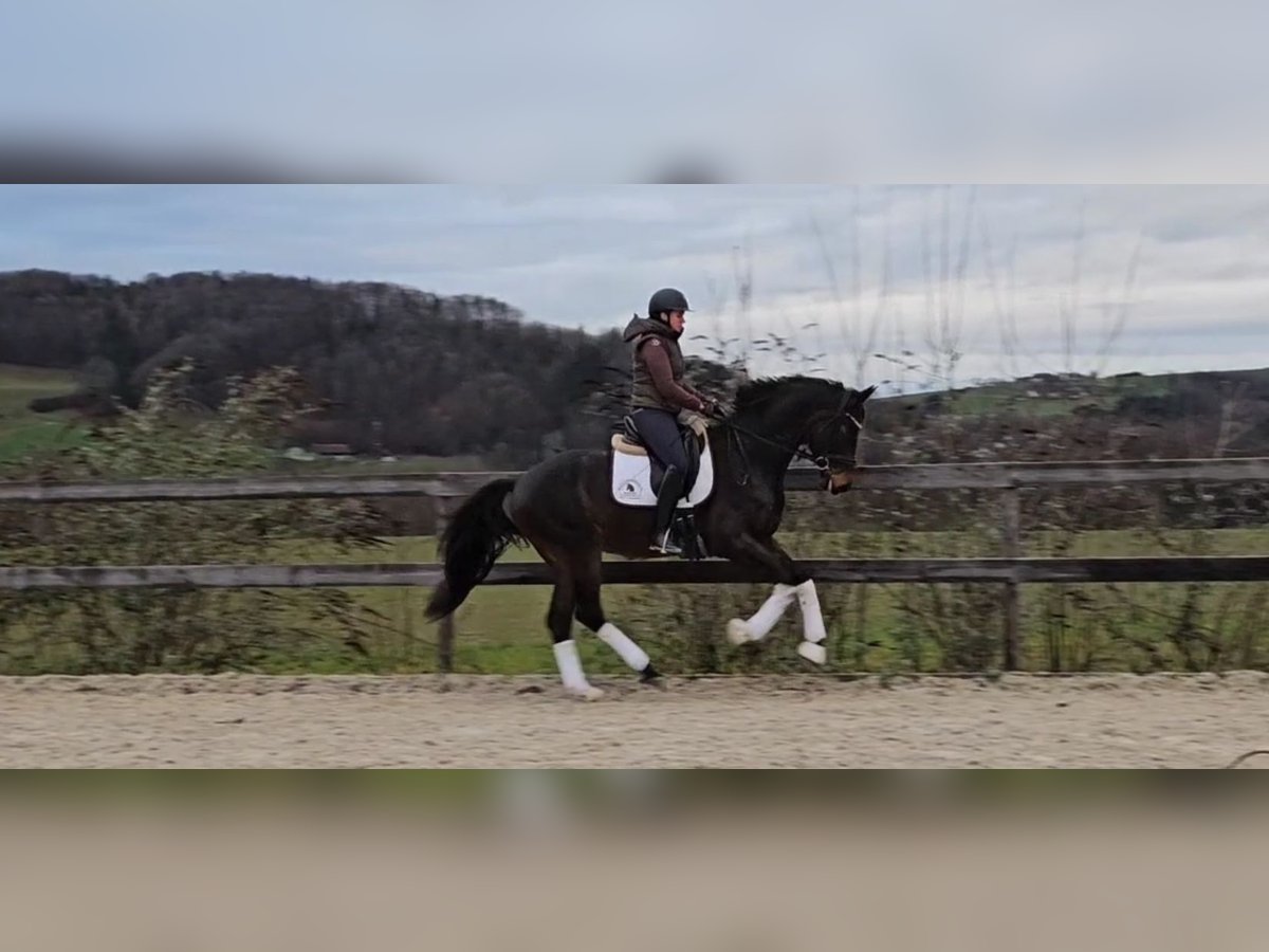 Österreichisches Warmblut Wallach 4 Jahre 170 cm Schwarzbrauner in Garsten