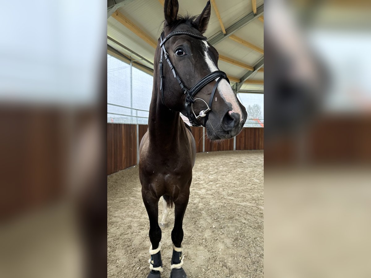 Österreichisches Warmblut Wallach 4 Jahre 170 cm Schwarzbrauner in Cham