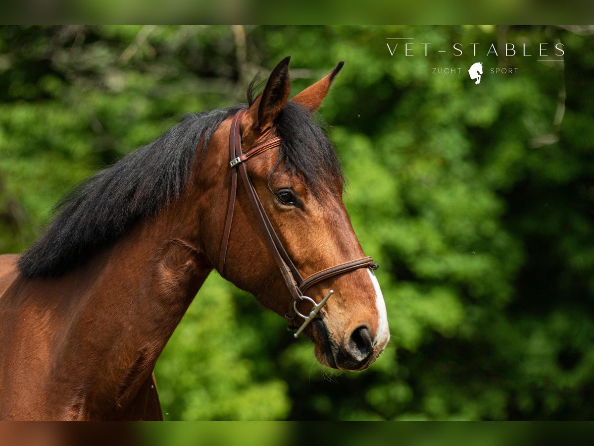Österreichisches Warmblut Wallach 4 Jahre 172 cm Brauner in Sankt Peter am Ottersbach