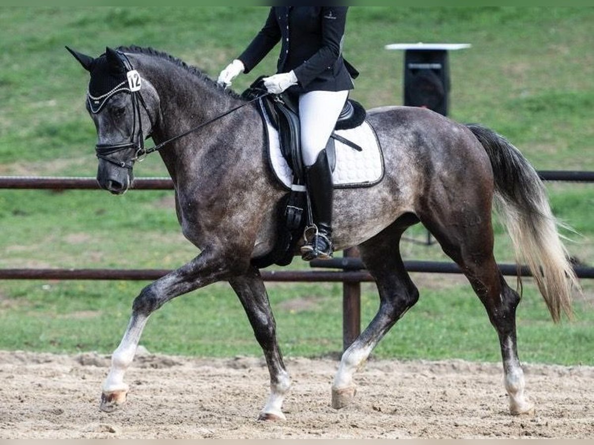 Österreichisches Warmblut Wallach 4 Jahre 173 cm Rappschimmel in Haarbach