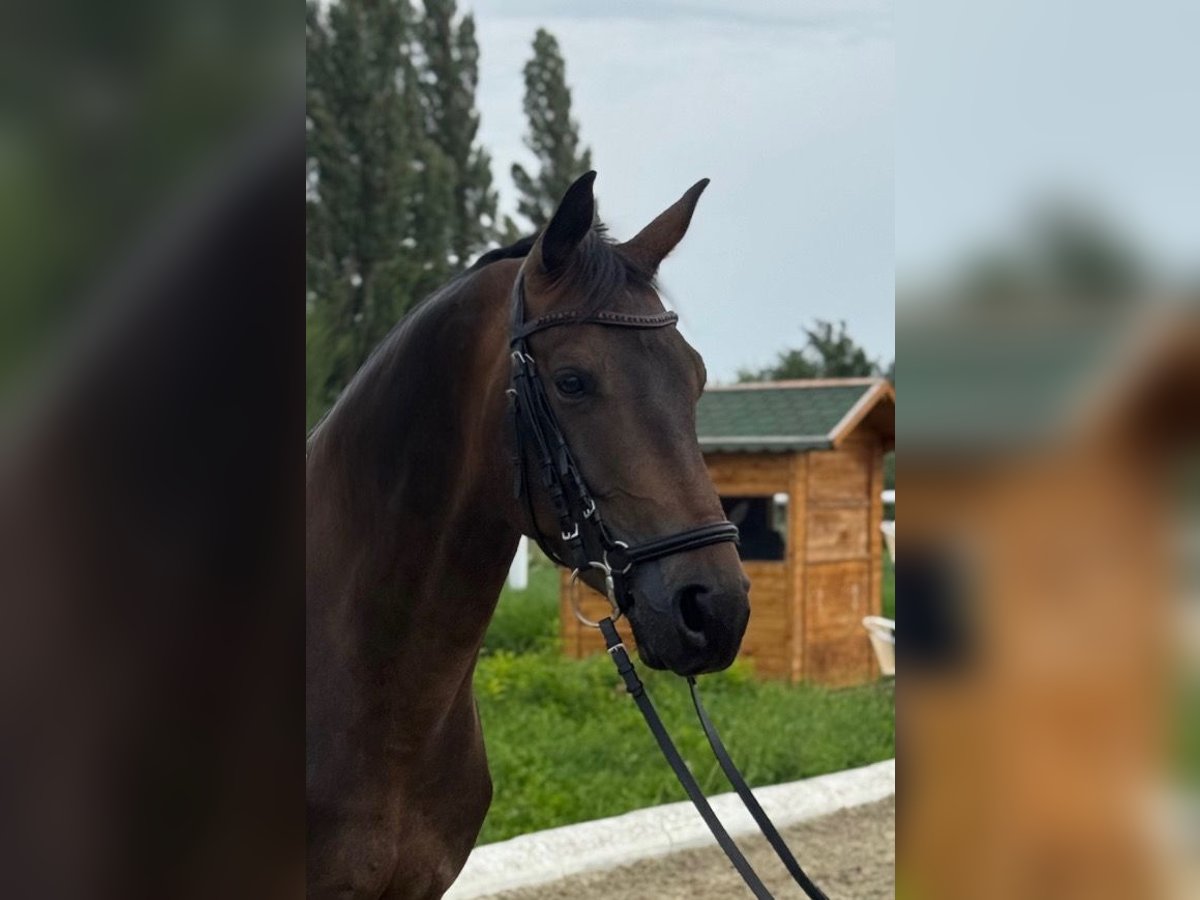 Österreichisches Warmblut Wallach 5 Jahre 165 cm Dunkelbrauner in Baden