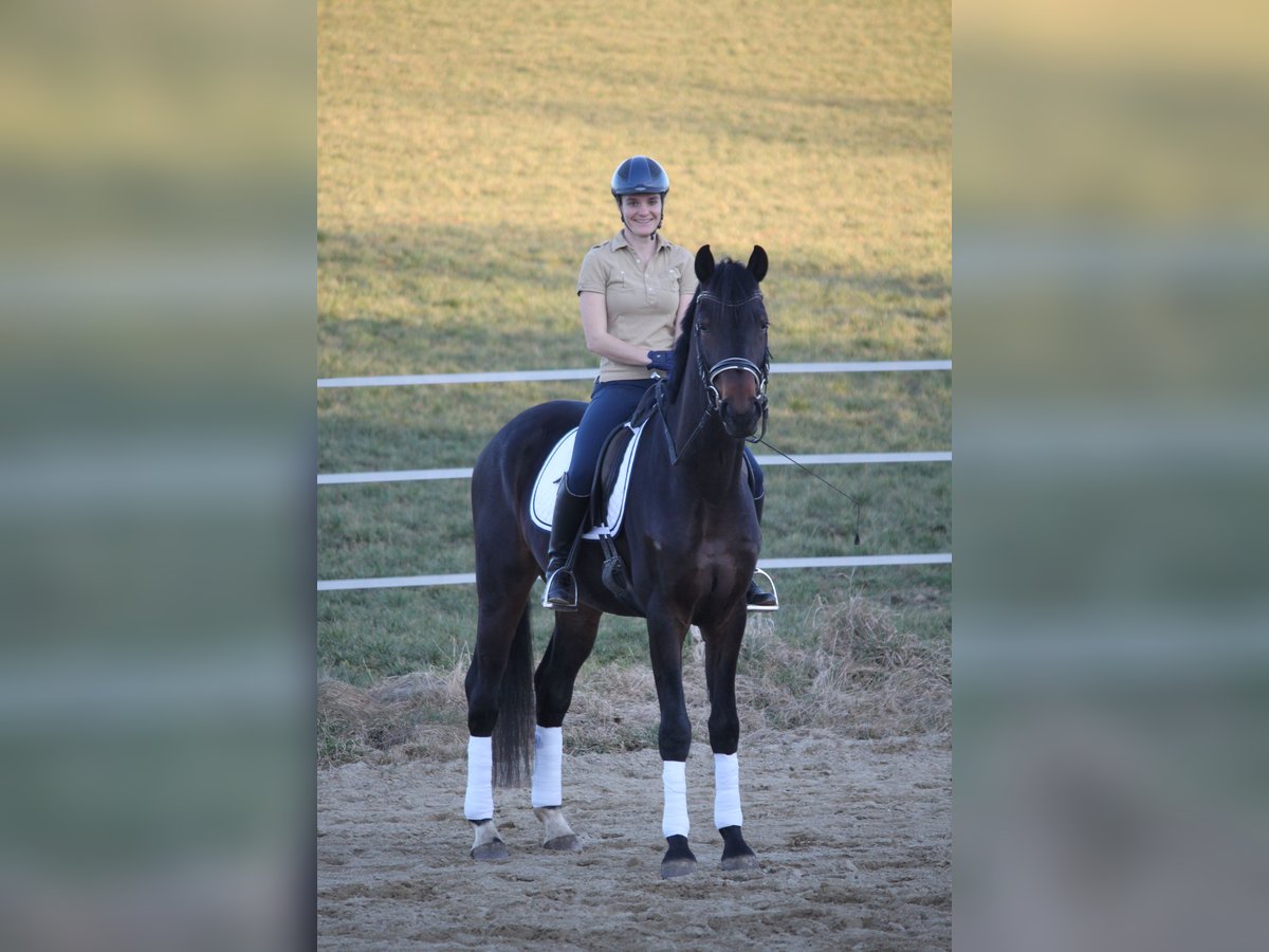 Österreichisches Warmblut Wallach 5 Jahre 167 cm Dunkelbrauner in Oberbreitsach