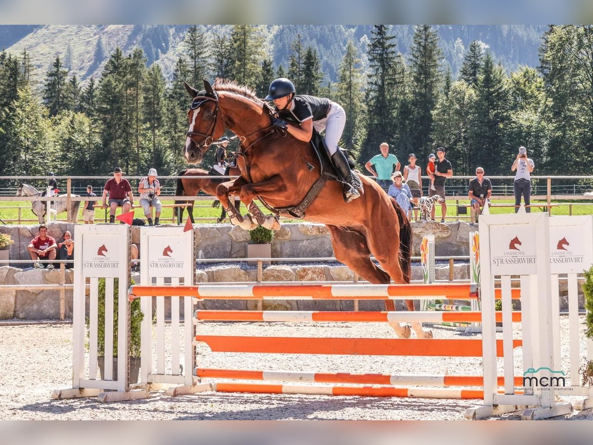 Österreichisches Warmblut Wallach 5 Jahre 172 cm Dunkelfuchs in Hopfgarten im Brixental