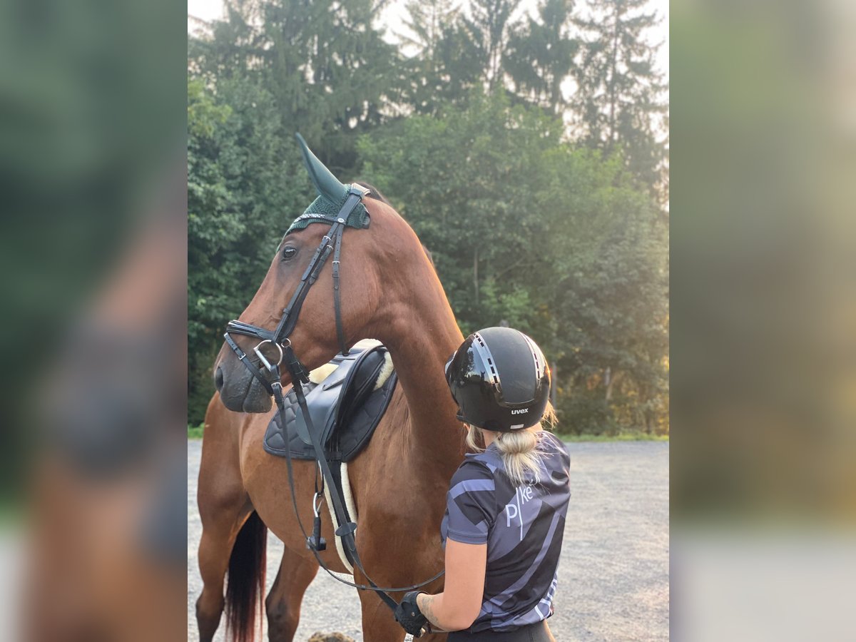 Österreichisches Warmblut Wallach 5 Jahre 176 cm Brauner in Feldbach