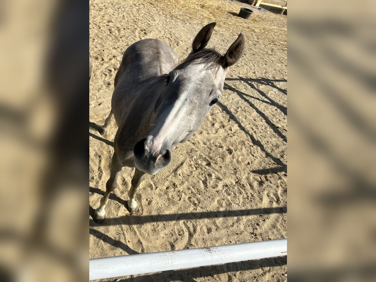 Österreichisches Warmblut Wallach 5 Jahre Schimmel in Deutsch Wagram