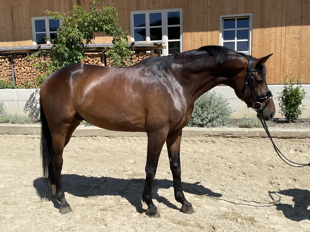 Österreichisches Warmblut Wallach 6 Jahre 163 cm Dunkelbrauner in Passail