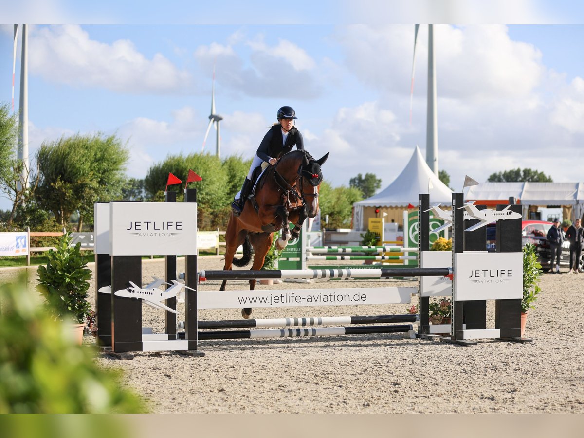 Österreichisches Warmblut Wallach 6 Jahre 169 cm Brauner in Linz