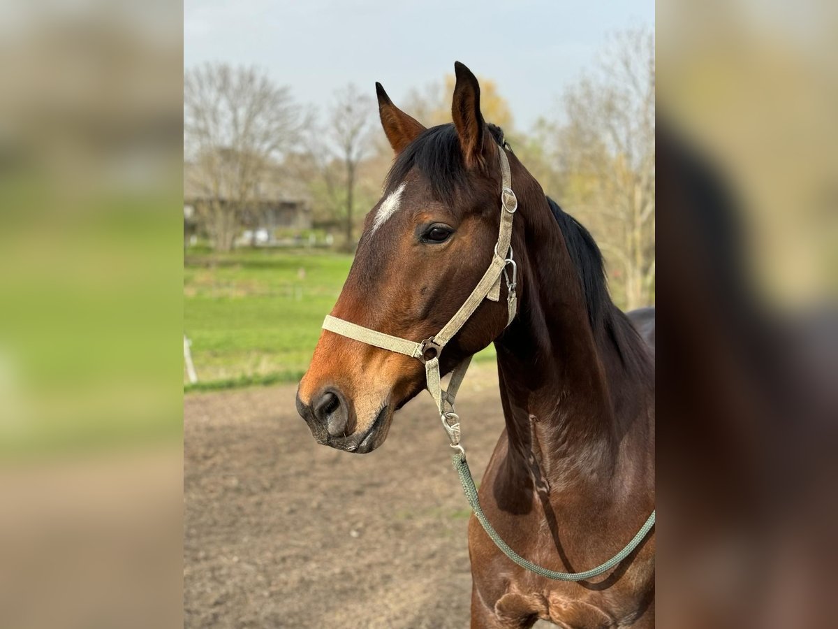 Österreichisches Warmblut Wallach 6 Jahre 174 cm Brauner in Laaben