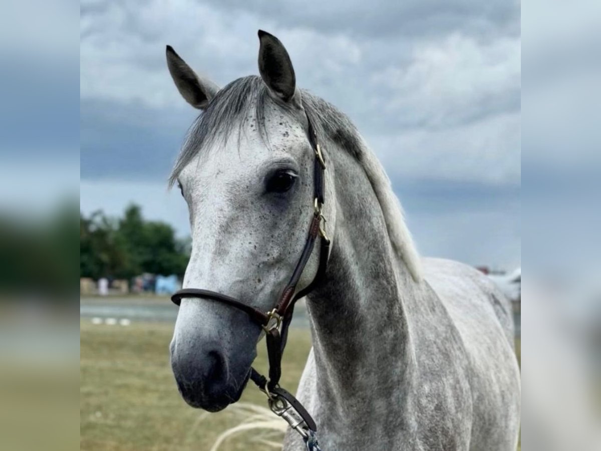 Österreichisches Warmblut Wallach 7 Jahre 160 cm Schimmel in Neuaigen