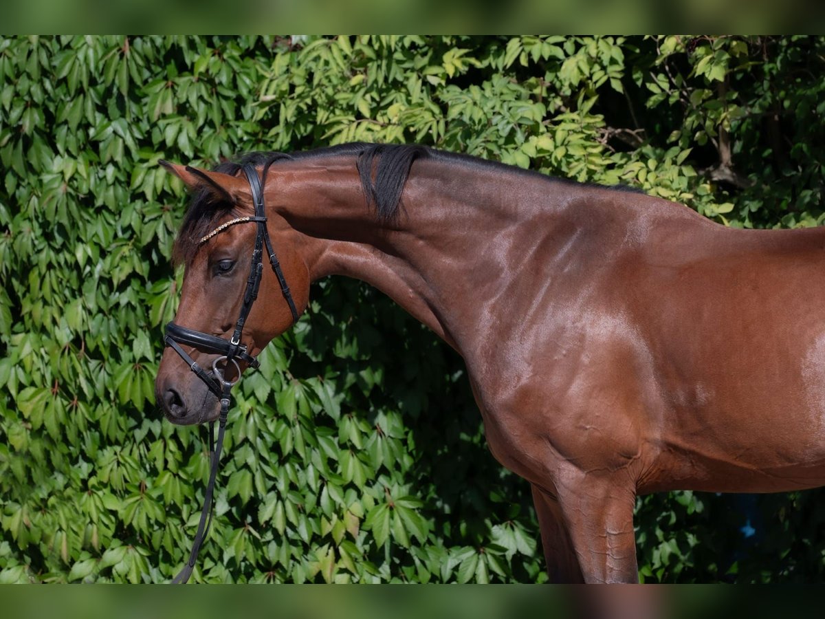Österreichisches Warmblut Wallach 7 Jahre 172 cm Brauner in V&#xF6;cklabruck