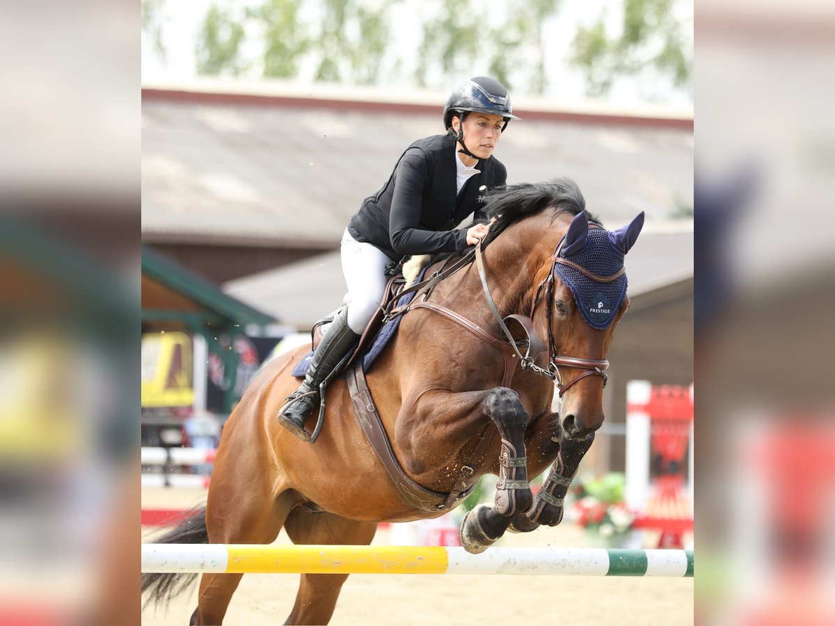 Österreichisches Warmblut Wallach 7 Jahre 174 cm Brauner in St. Ruprecht an der Raab