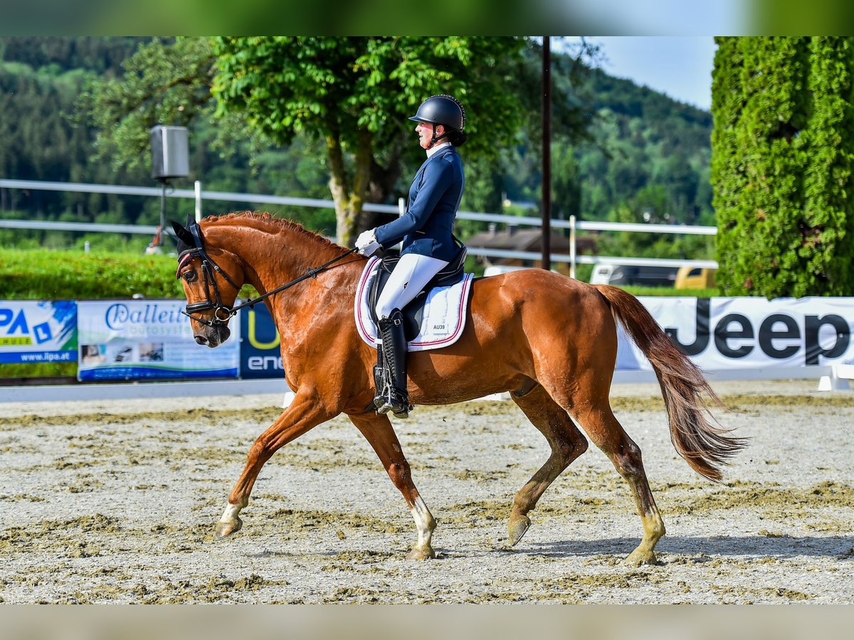 Österreichisches Warmblut Wallach 7 Jahre 174 cm Dunkelfuchs in Schöngumprechting