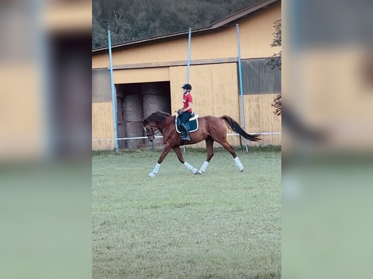 Österreichisches Warmblut Wallach 7 Jahre 175 cm Fuchs in Aspang