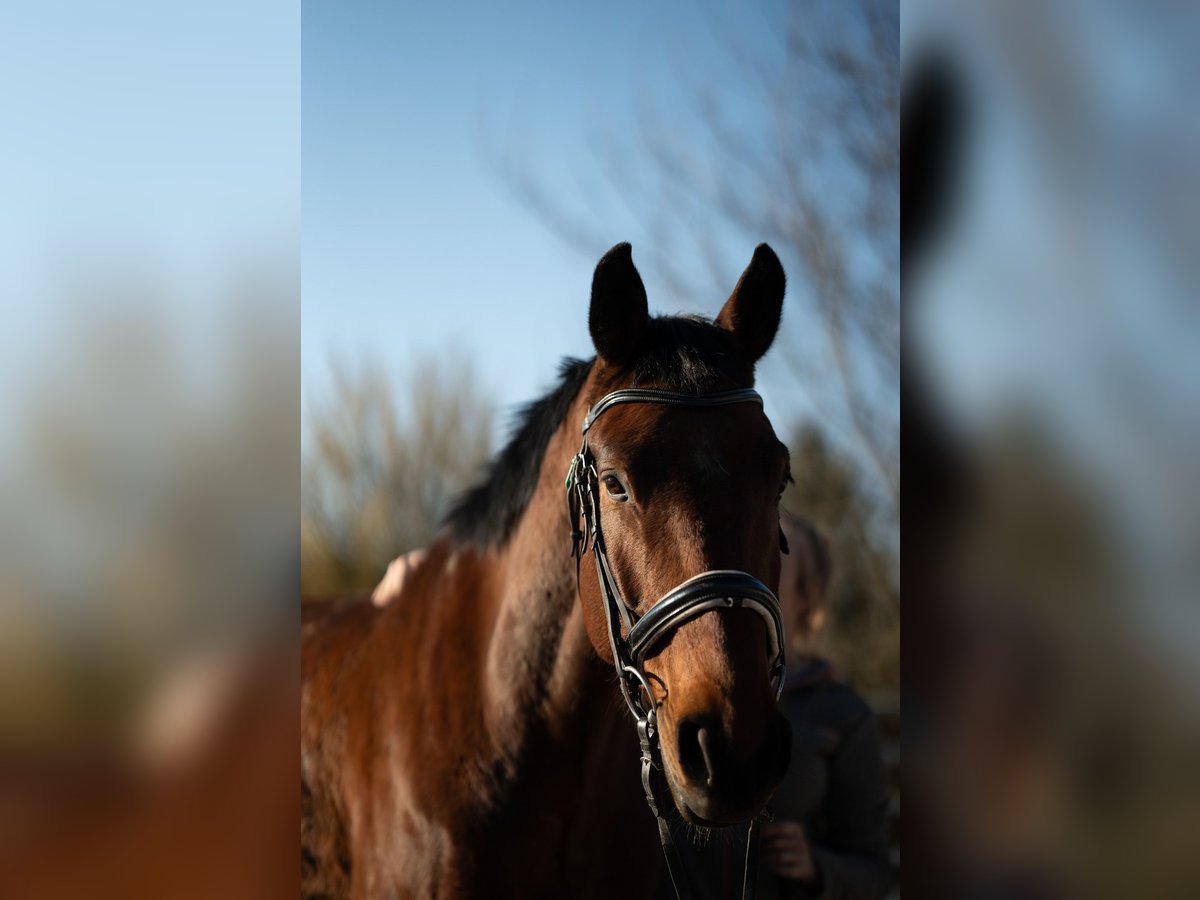 Österreichisches Warmblut Wallach 8 Jahre 170 cm Brauner in Pressbaum Österreichisches Warmblut Wallach 8 Jahre 170 cm Brauner in Pressbaum