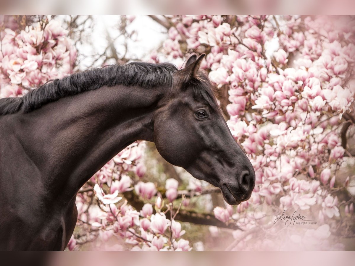 Österreichisches Warmblut Wallach 8 Jahre 170 cm Rappe in Backnang