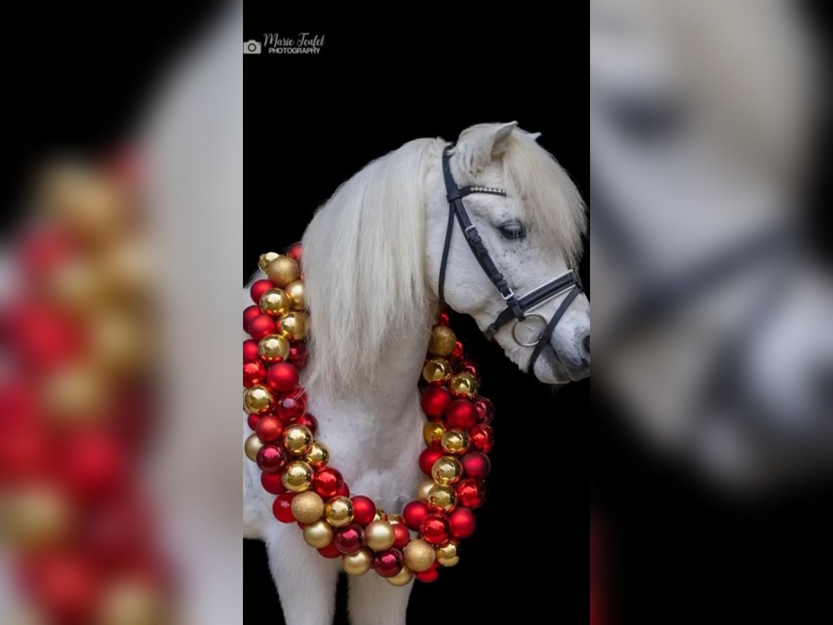 Österreichisches Warmblut Wallach 9 Jahre 115 cm Schimmel in Bremerv&#xF6;rde