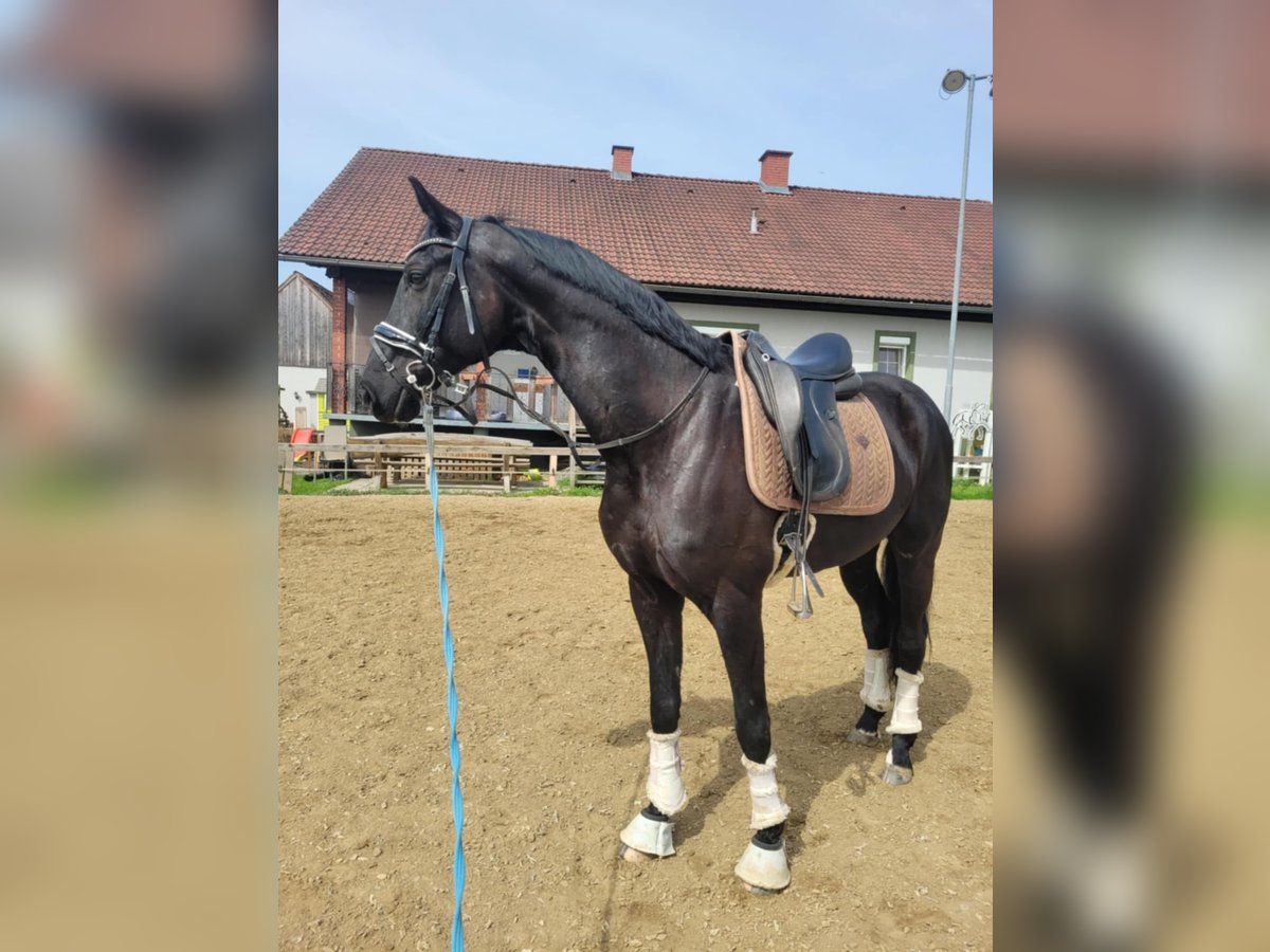 Österreichisches Warmblut Wallach 9 Jahre 165 cm Schwarzbrauner in Podersdorf am See Österreichisches Warmblut Wallach 9 Jahre 165 cm Schwarzbrauner in Podersdorf am See