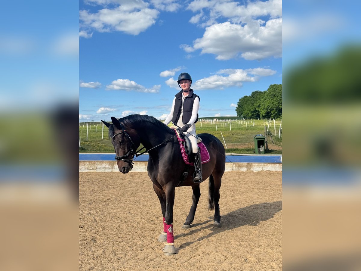 Österreichisches Warmblut Wallach 9 Jahre 166 cm Brauner in Freystadt