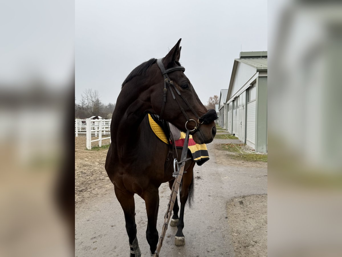Österreichisches Warmblut Wallach 9 Jahre 170 cm Brauner in Ebreichsdorf