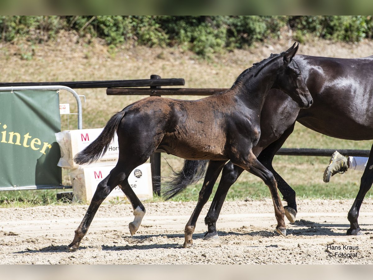 Österrikiskt varmblod Hingst Föl (04/2024) 170 cm Svart in Scheibbs