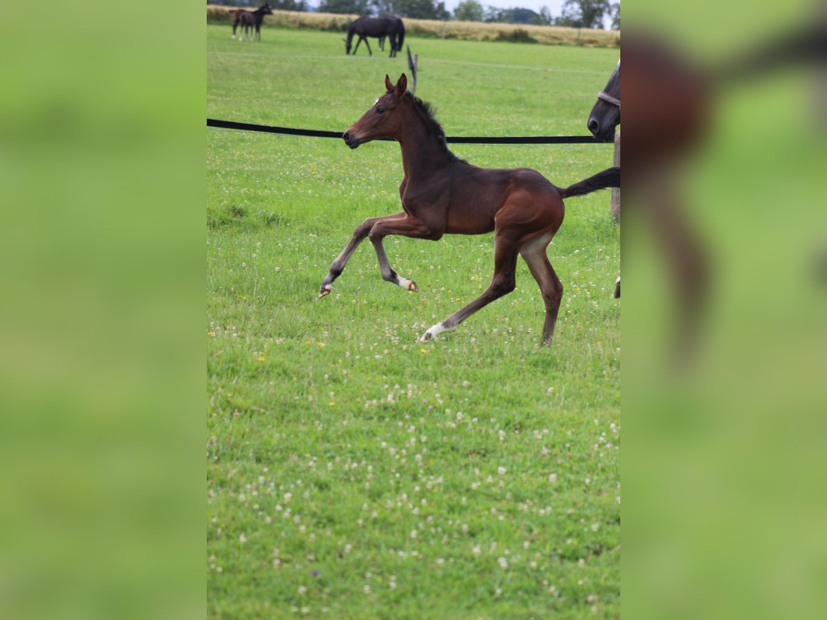 Österrikiskt varmblod Hingst Föl (06/2024) Brun in Bad Hall