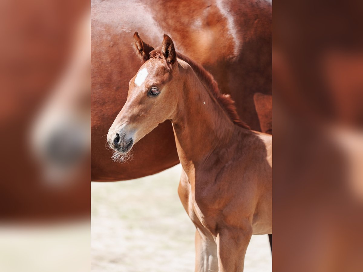 Österrikiskt varmblod Hingst Föl (05/2024) fux in Haag am Hausruck