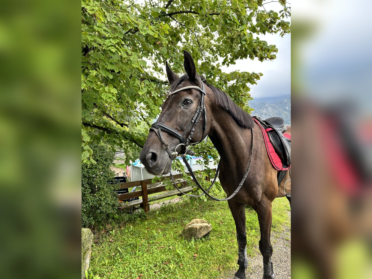 Österrikiskt varmblod Valack 18 år 164 cm Svart in Salzburg