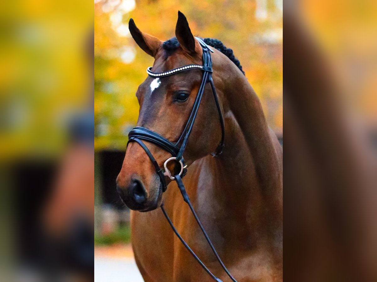 OGANO Belgisches Warmblut Hengst in Lemwerder