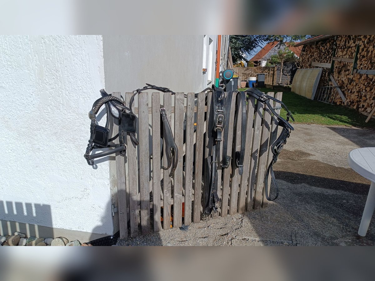 Ponygeschirr / Brustblattgeschirr inkl. Kopfstück, Fahrgeschirr Einspänner