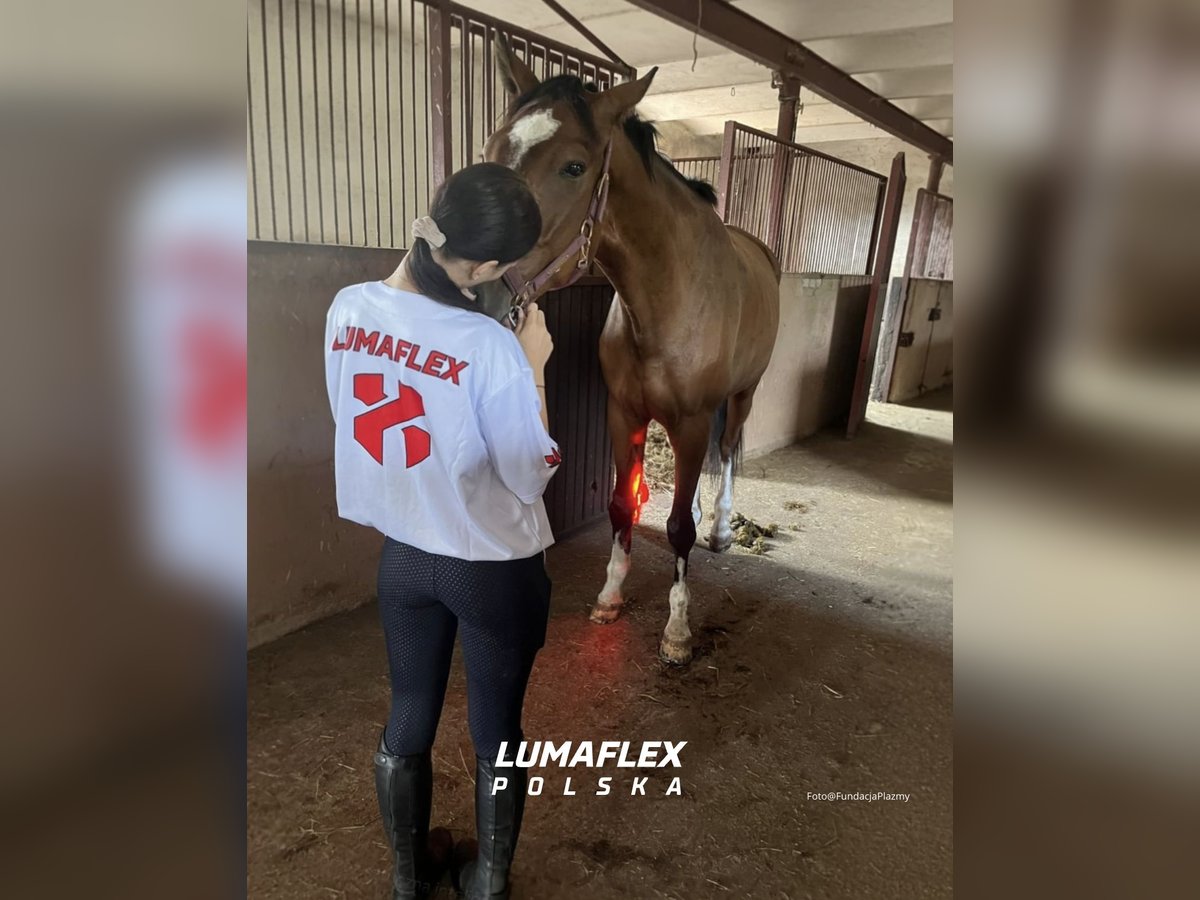 Nowość ochraniacze RLT terapia światłem czerwonym Lumaflex Horse