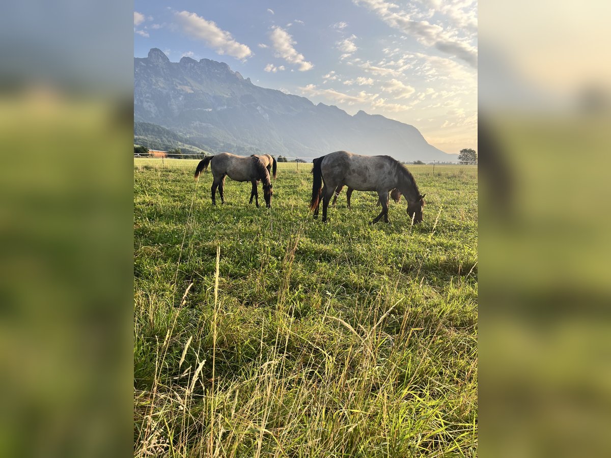  Etablierter Reitbetrieb sucht neuen Standort
