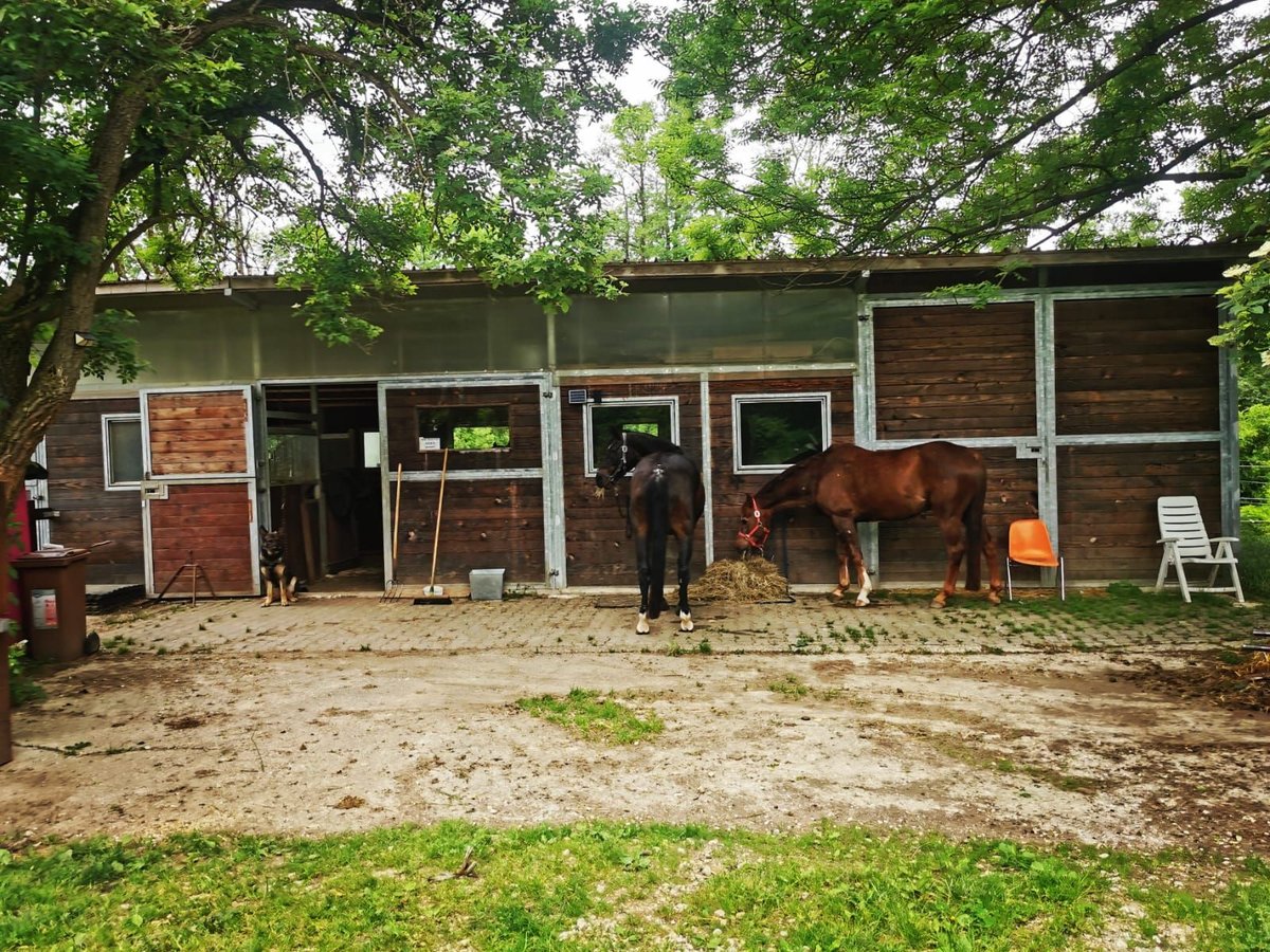 Pferdeboxen, Sattelkammer, Paddock und Weide  