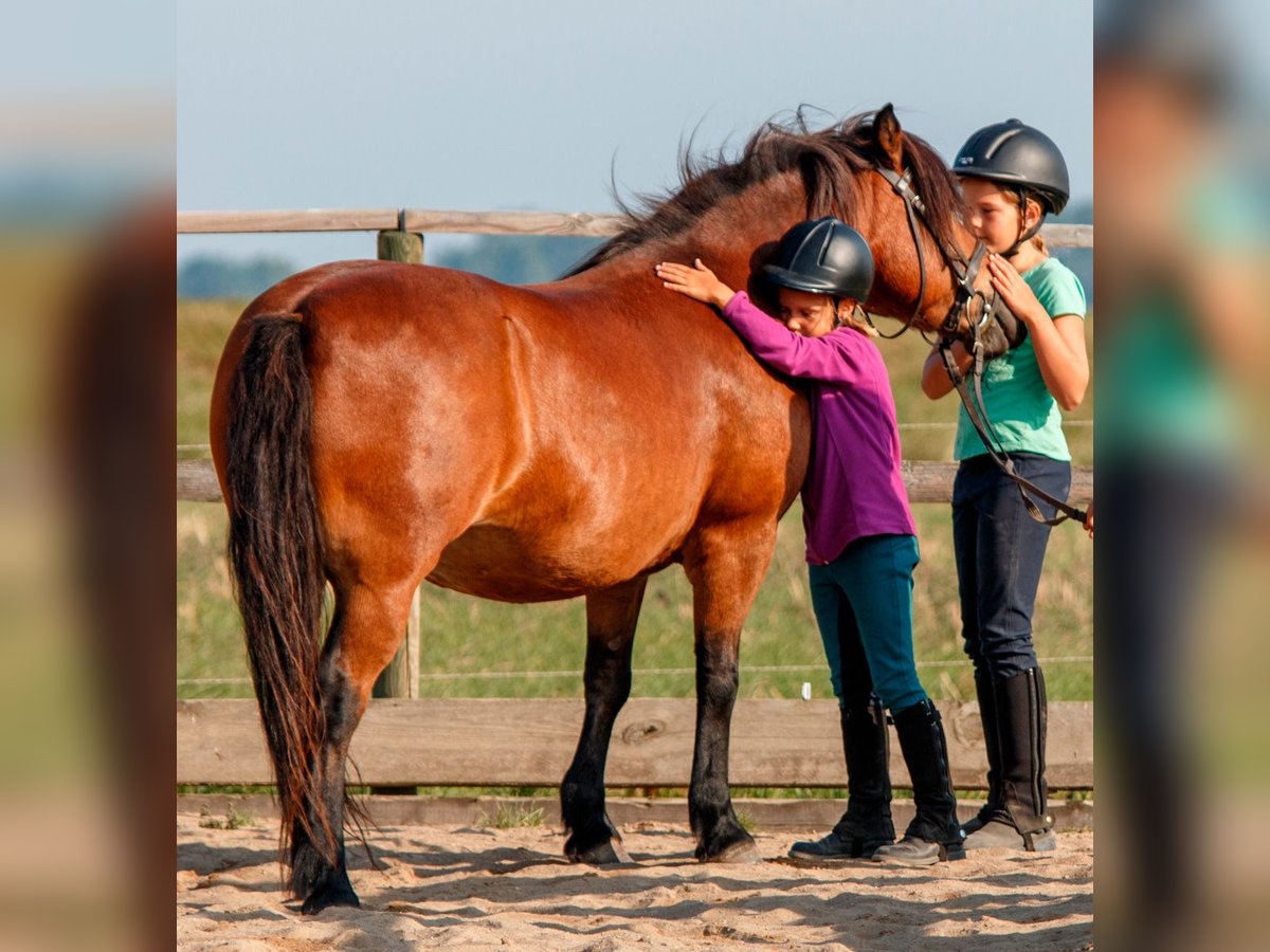 Reitlehrer/in gesucht!