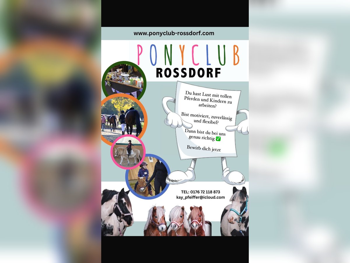 Ponyclub Trainer 