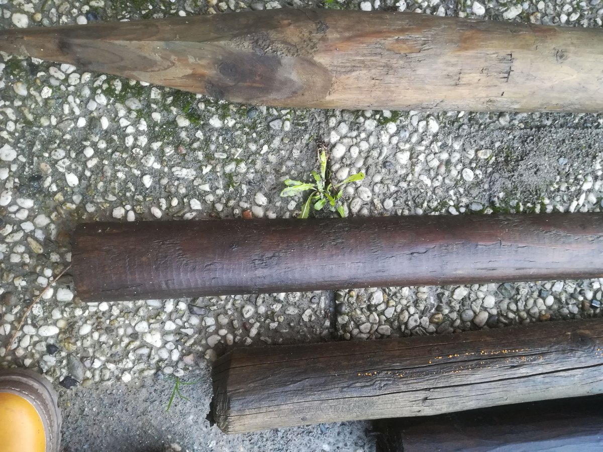 9 Weidepfähle/Holzpfähle 