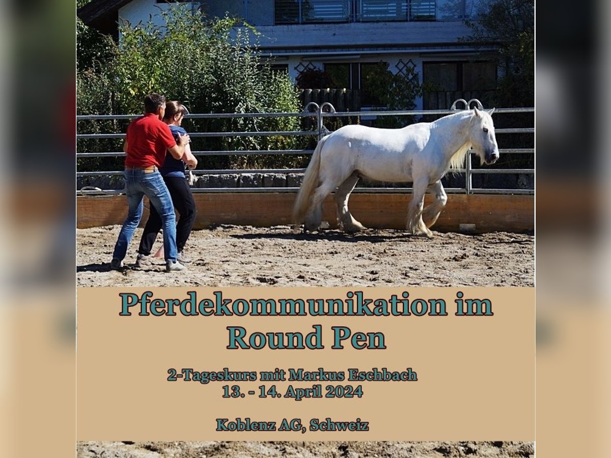 2-Tageskurs "Pferdekommunikation im Round Pen"