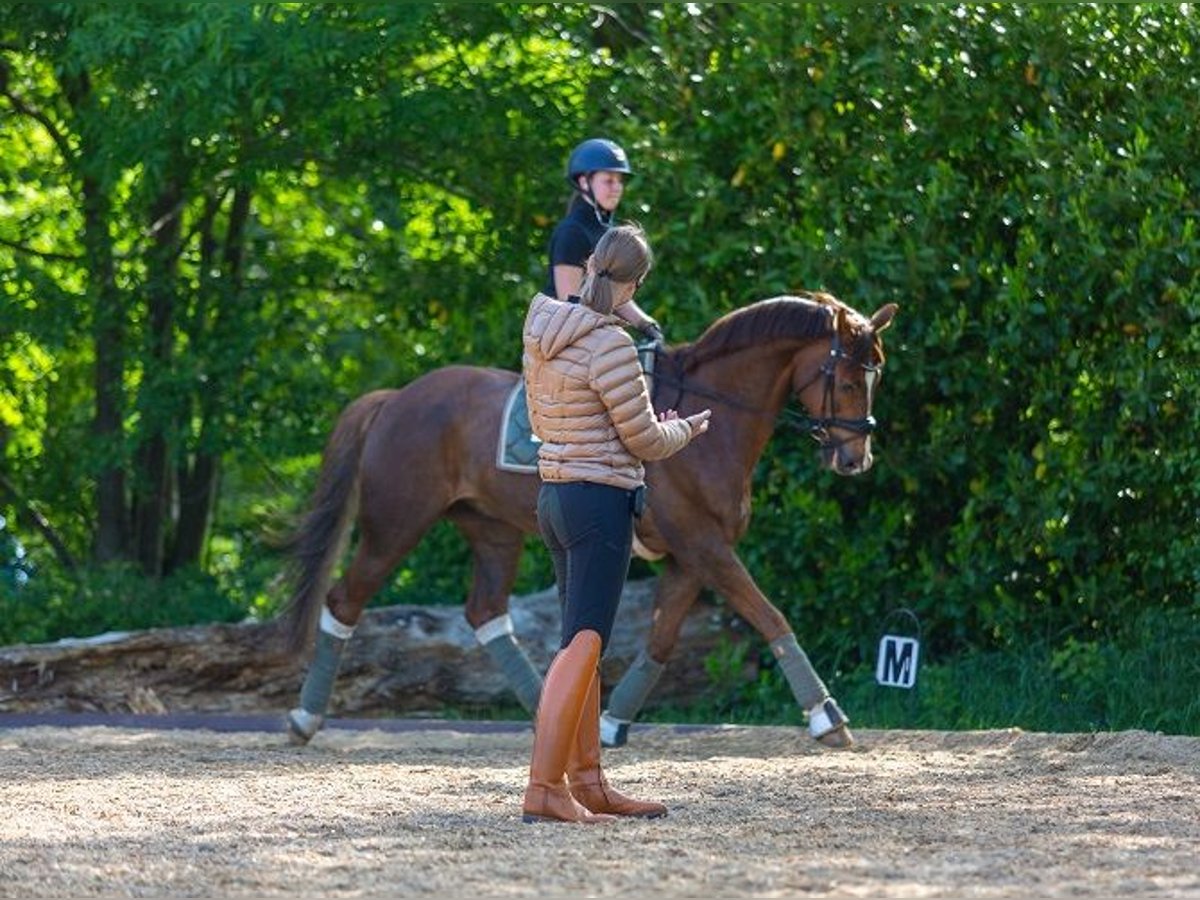 Dressurlehrgang Kl. E-S * 20.-21.12.2025 * 29614 Soltau