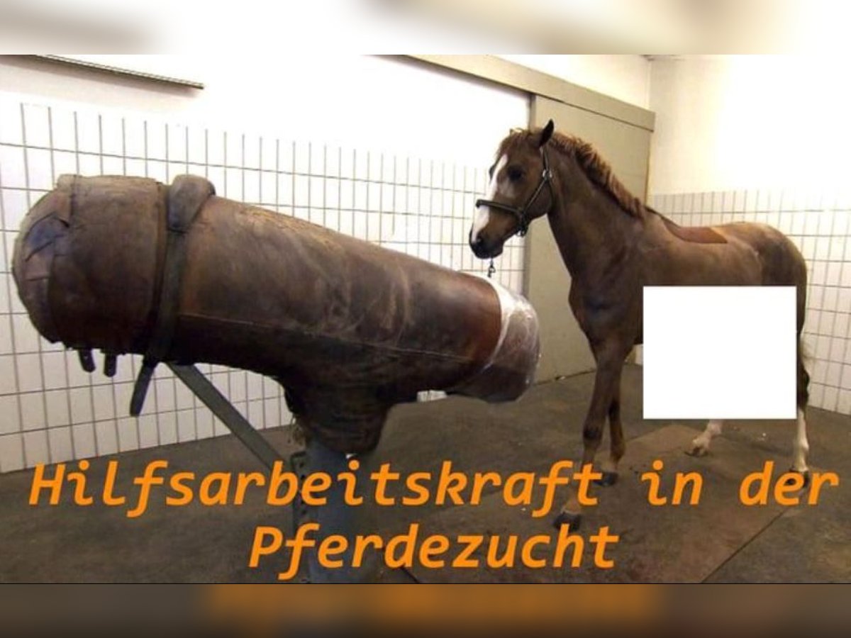 Hilfarbeitskraft in der Pferdezucht Hilfarbeitskraft in der Pferdezucht