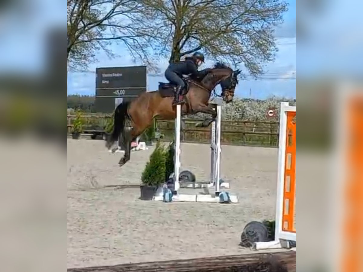 Jumping/ Dressage training